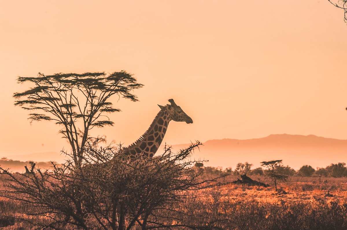 3-Day Akagera Safari